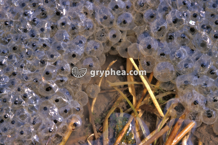 Ponte Grenouille rousse - gryphea.com